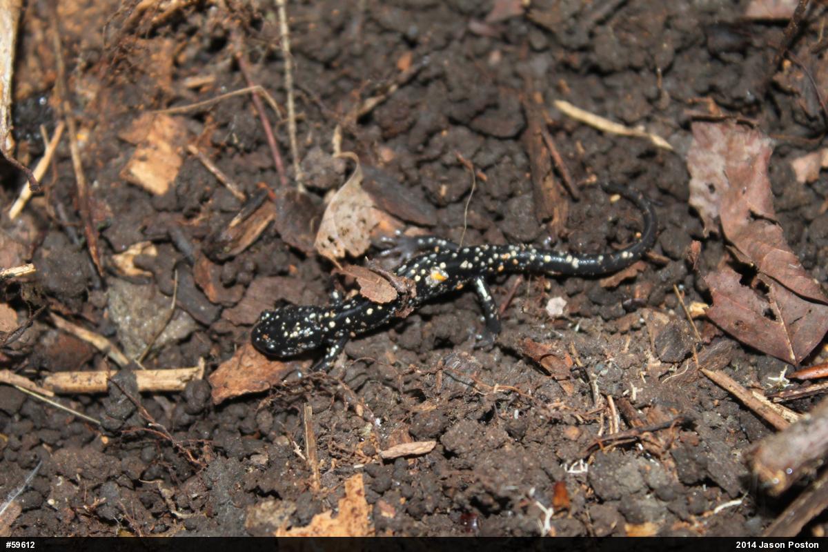 Northern Slimy Salamander