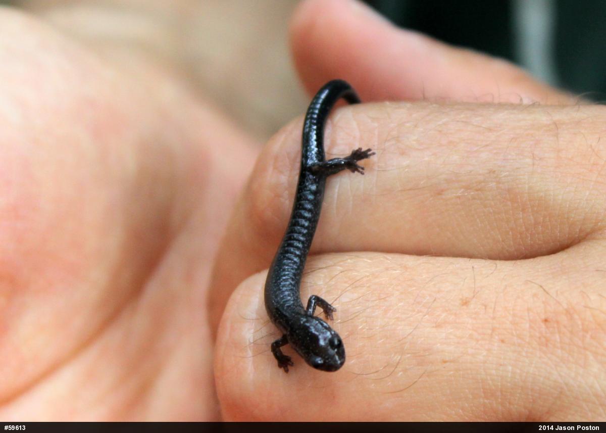 Northern Ravine Salamander