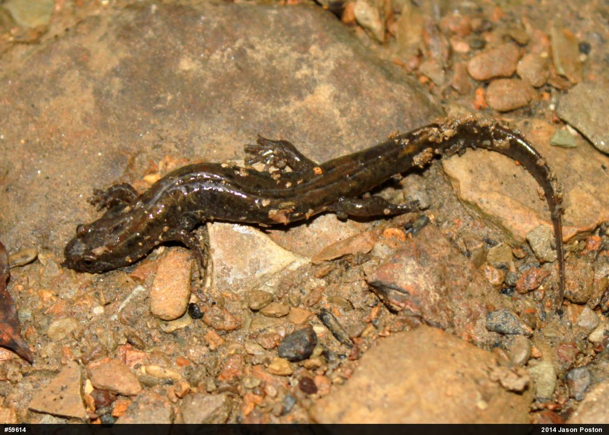 Northern Dusky Salamander