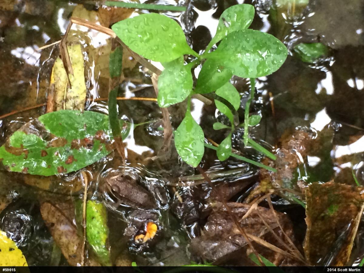 Green Frog