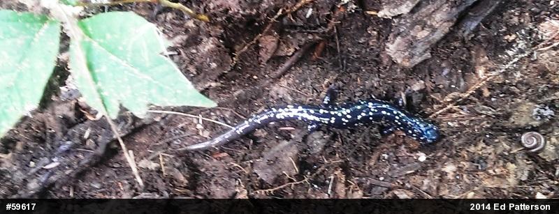 Northern Slimy Salamander