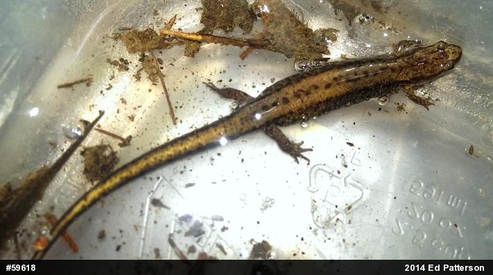 Allegheny Mountain Dusky Salamander