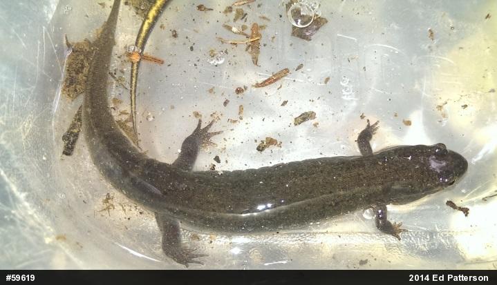 Northern Dusky Salamander