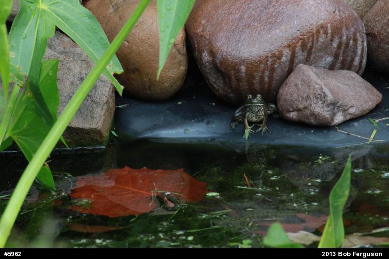 American Bullfrog