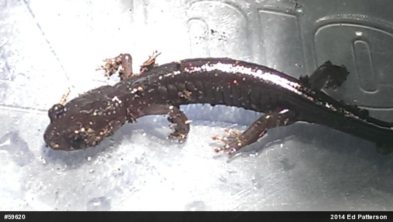 Wehrle's Salamander