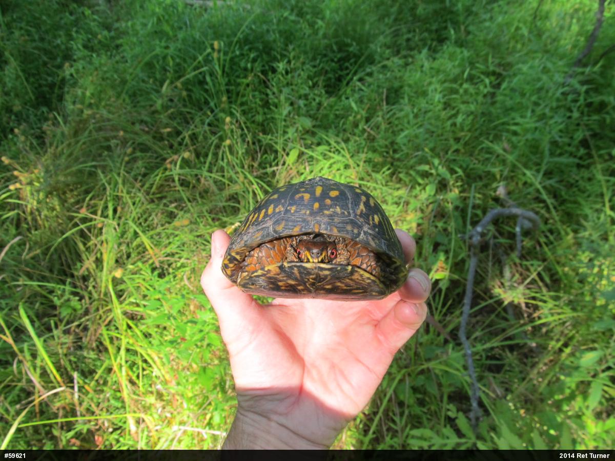 Eastern Box Turtle