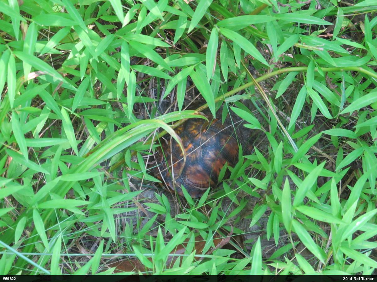 Eastern Box Turtle