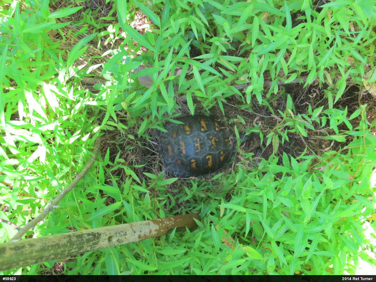 Eastern Box Turtle