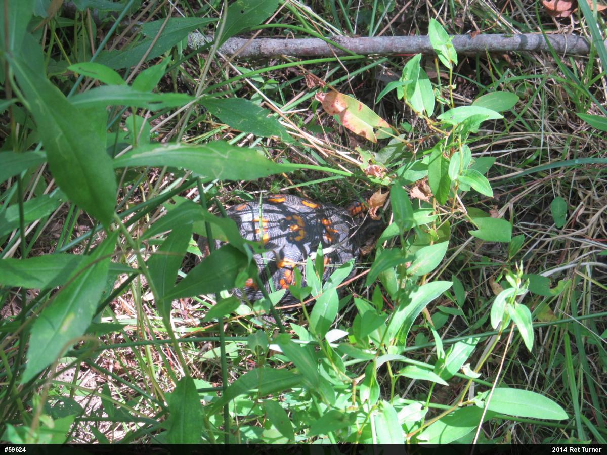 Eastern Box Turtle