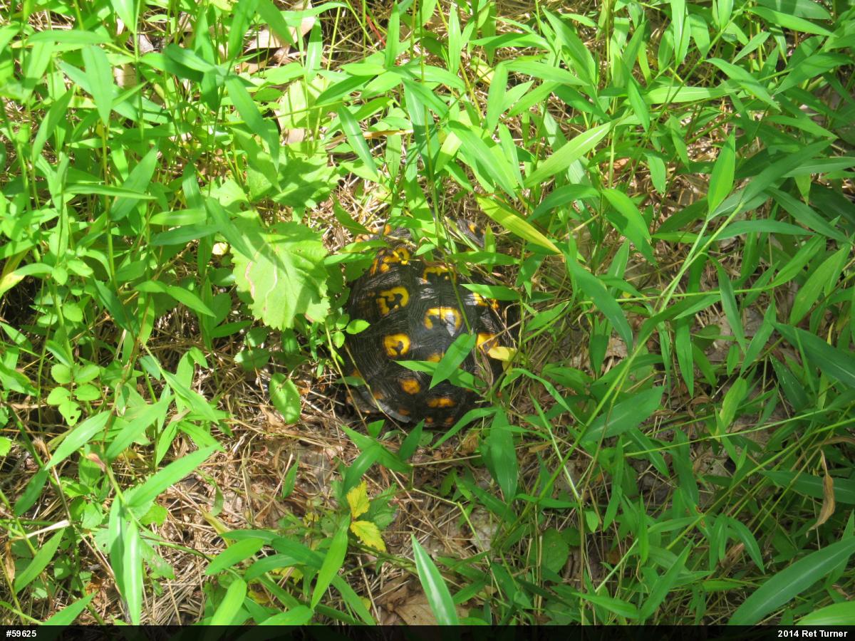 Eastern Box Turtle