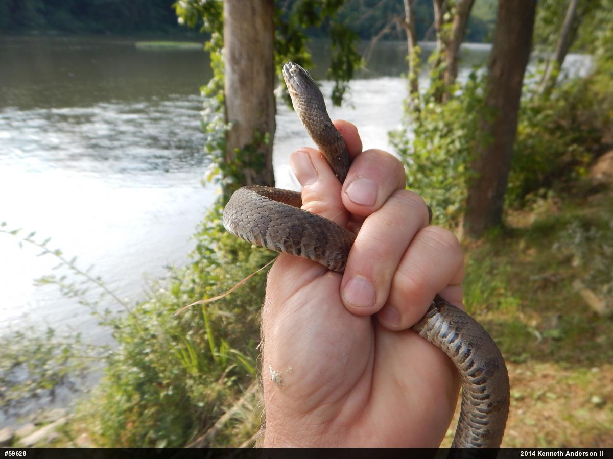 Northern Watersnake
