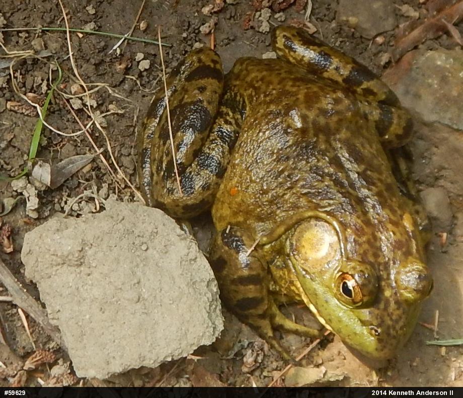 American Bullfrog