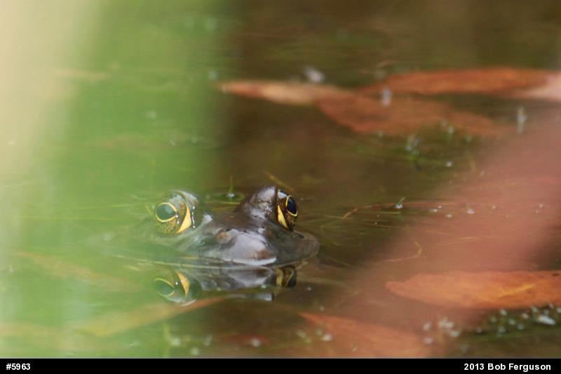 American Bullfrog