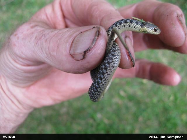 Eastern Gartersnake