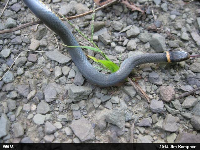 Northern Ring-necked Snake