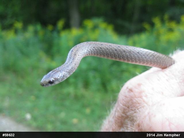 Mountain Earthsnake