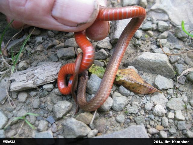 Red-bellied Snake