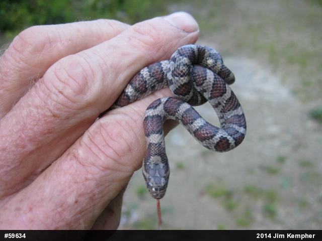 Eastern Milksnake
