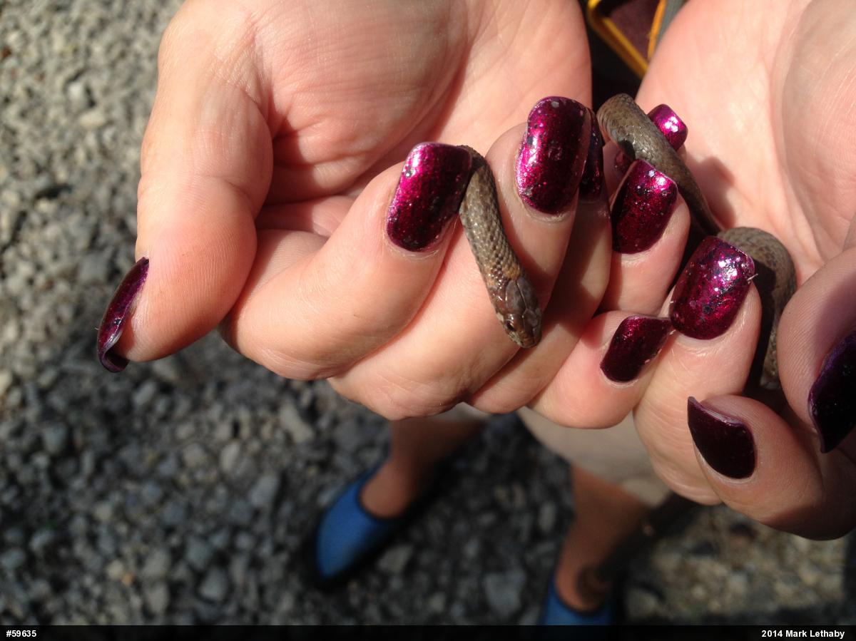 Red-bellied Snake