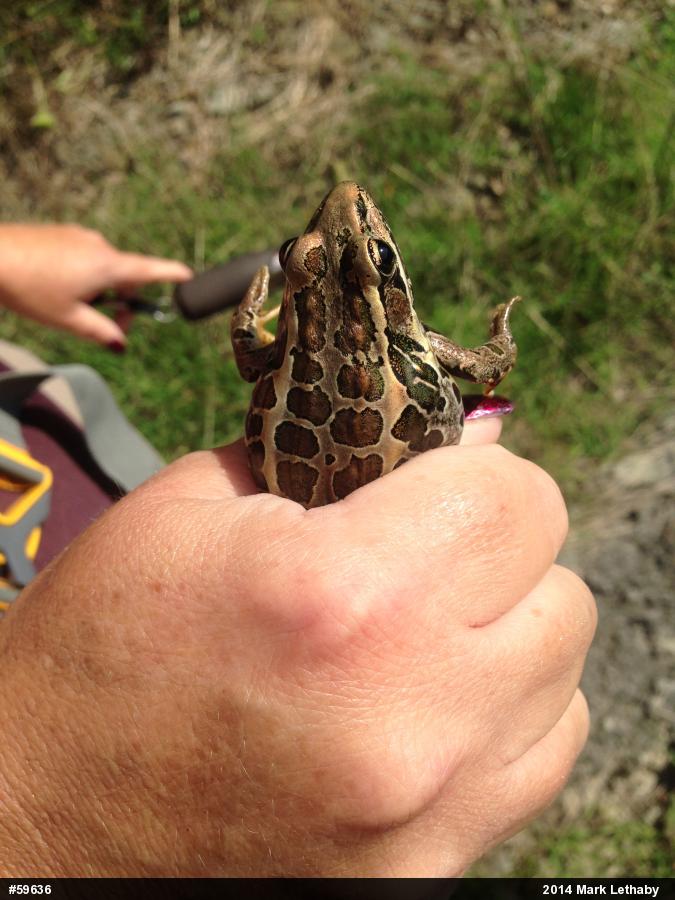 Pickerel Frog