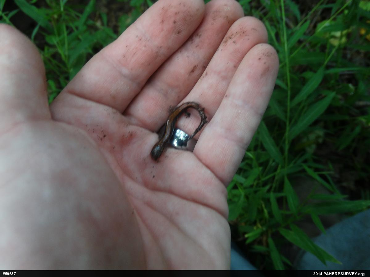 Eastern Red-backed  Salamander