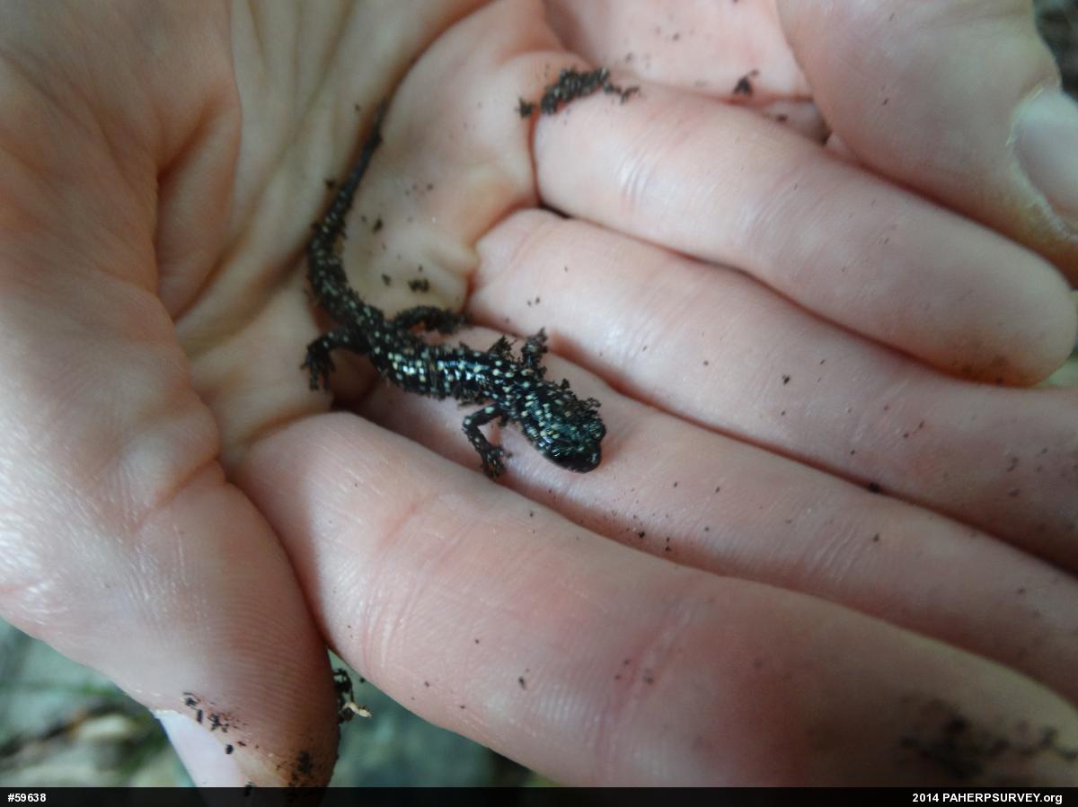 Northern Slimy Salamander