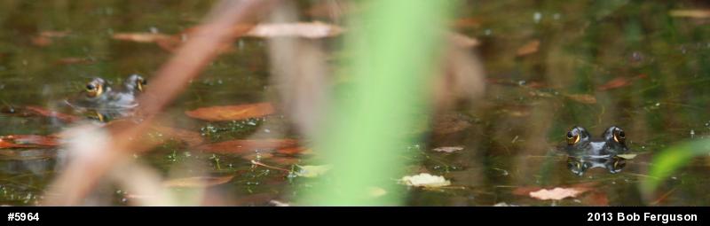American Bullfrog