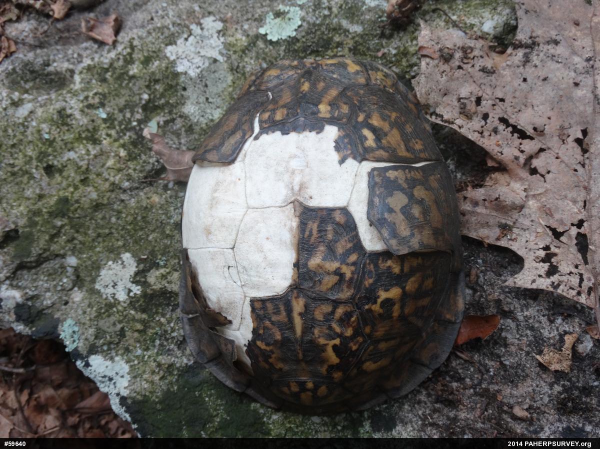Eastern Box Turtle