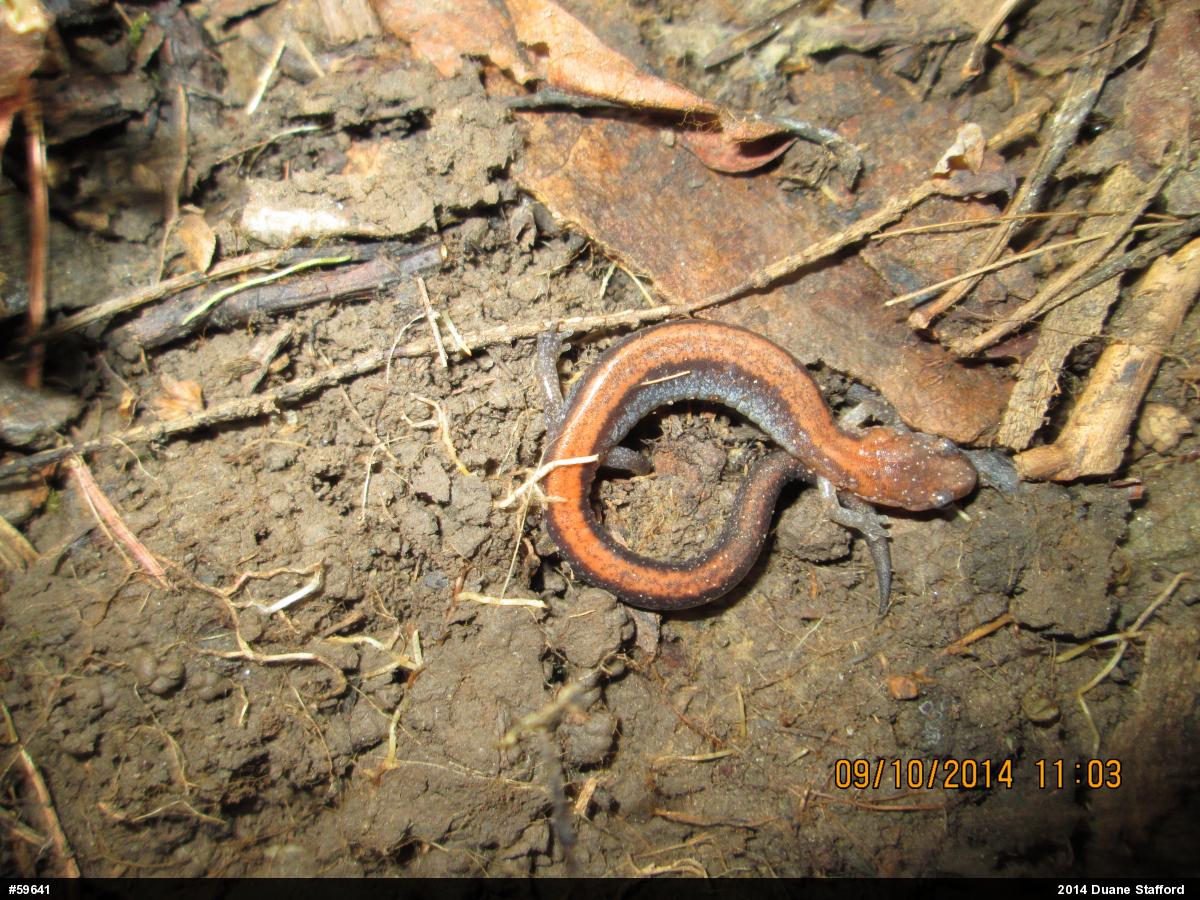 Eastern Red-backed  Salamander