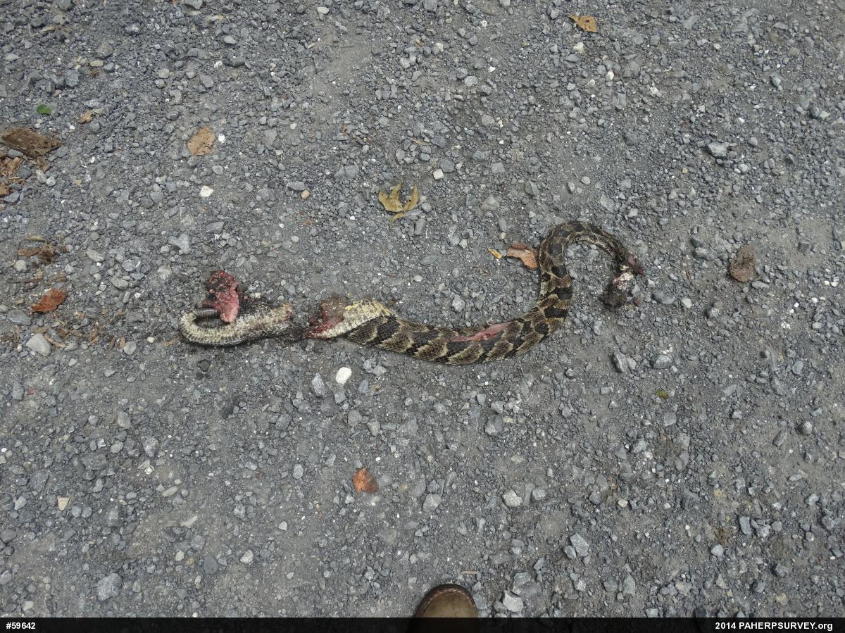 Timber Rattlesnake