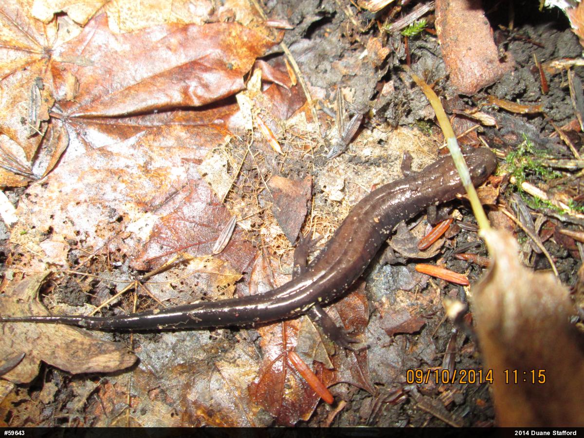 Allegheny Mountain Dusky Salamander