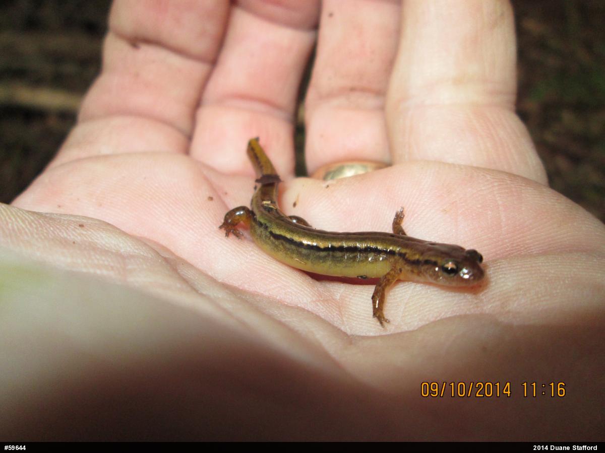 Northern Two-lined Salamander