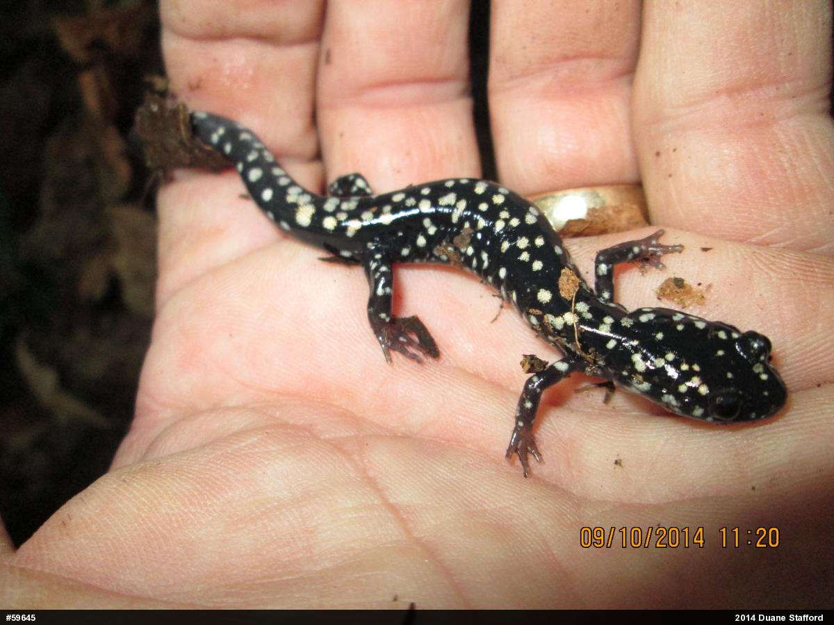 Northern Slimy Salamander