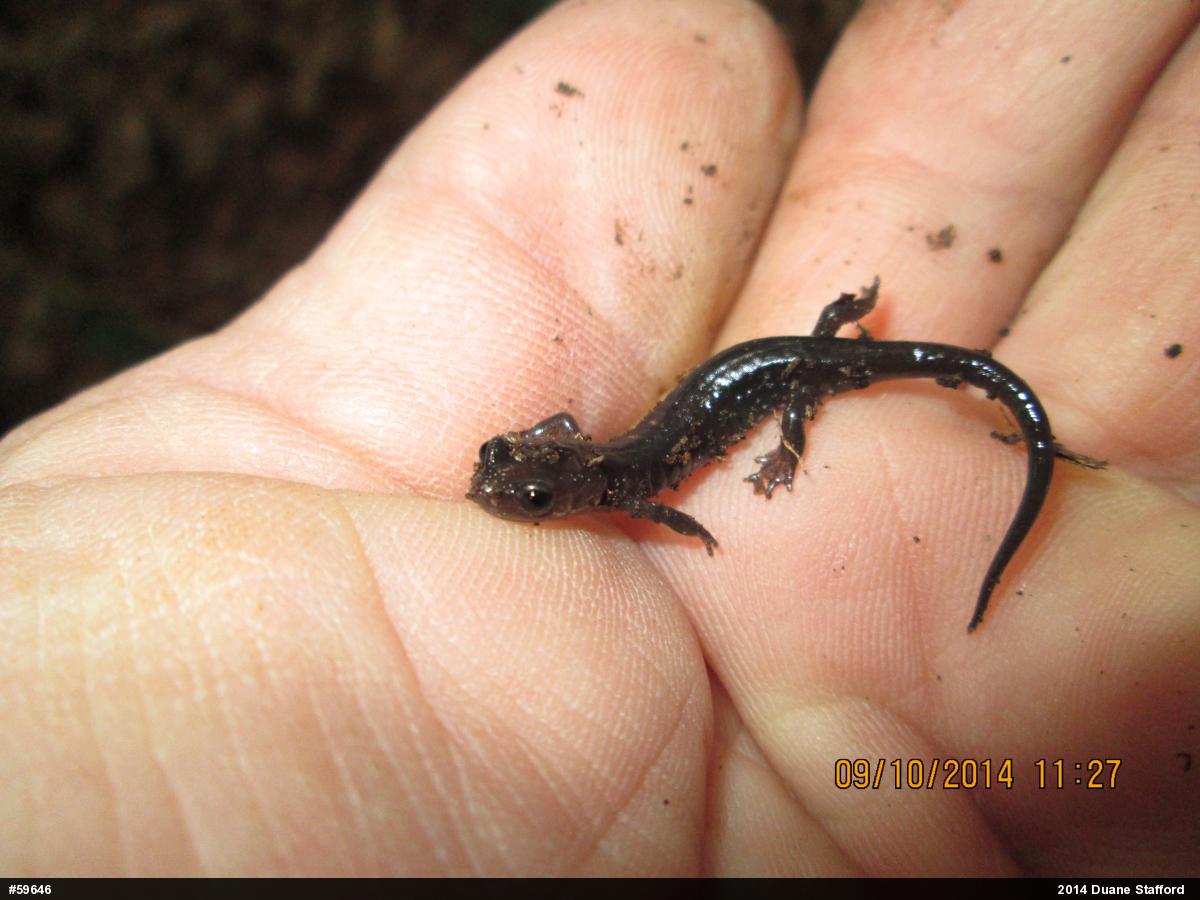 Wehrle's Salamander