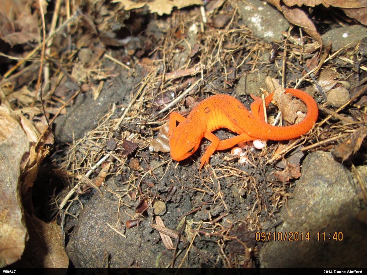 Red-spotted Newt