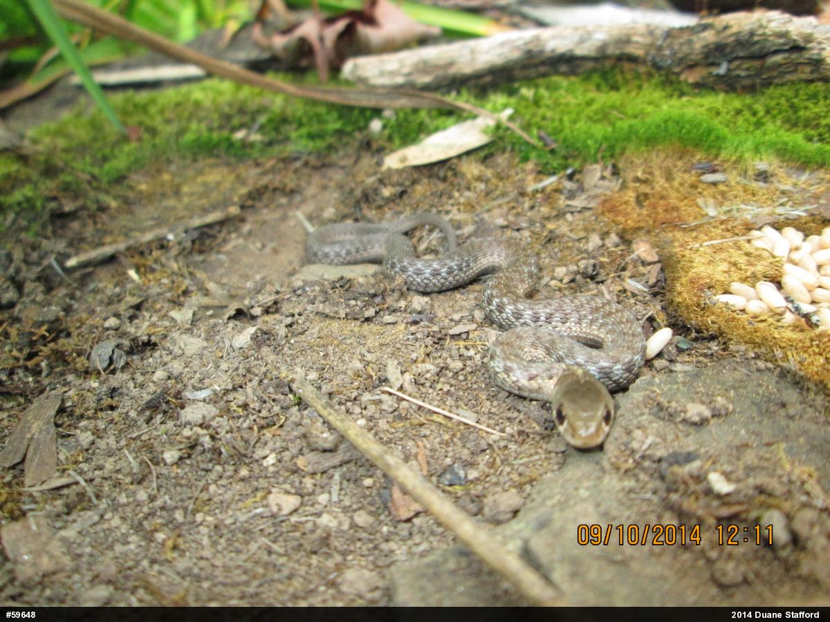 Eastern Gartersnake
