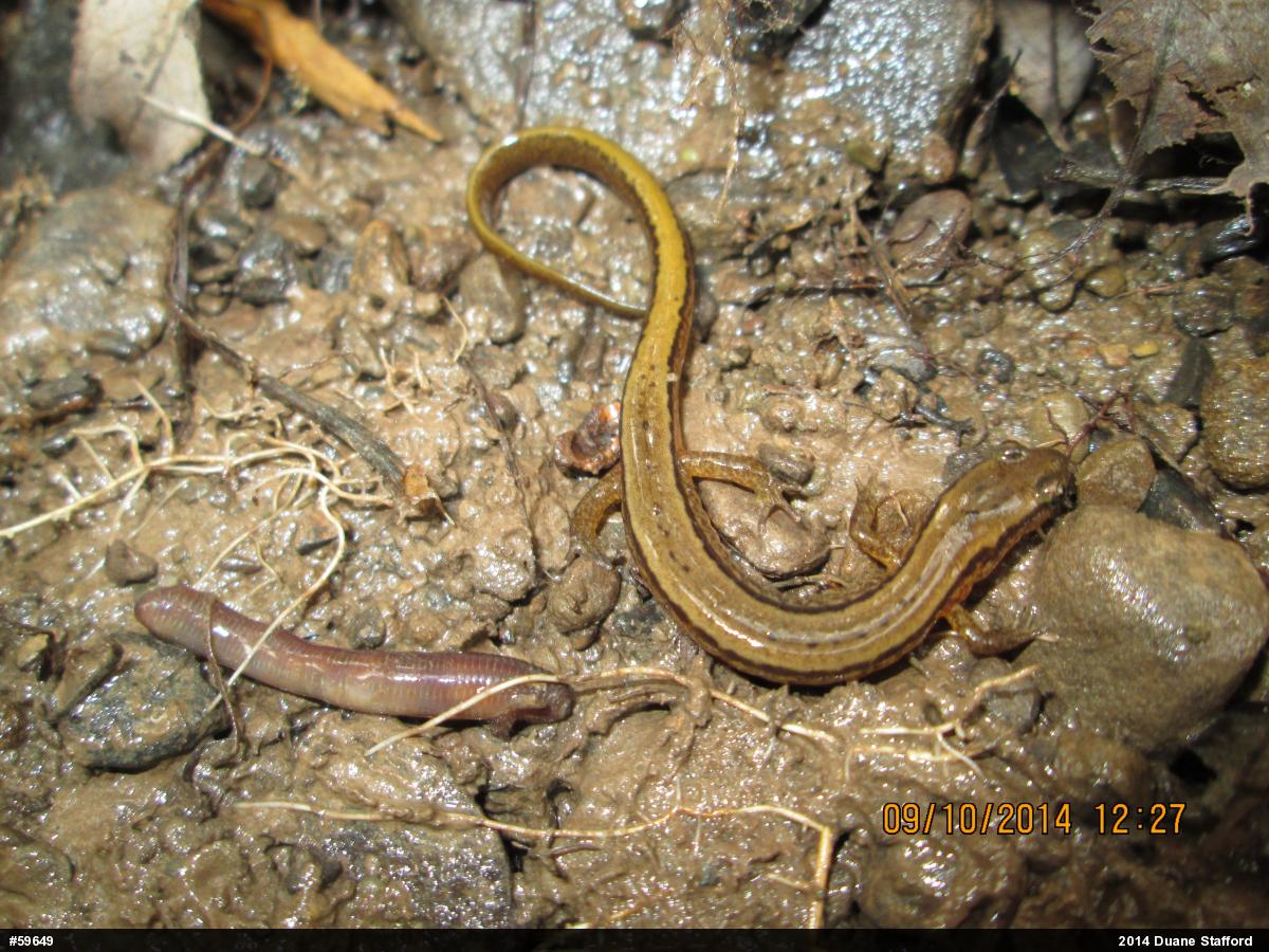 Northern Two-lined Salamander