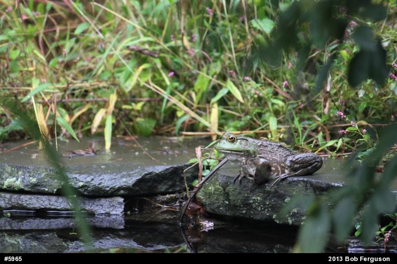 American Bullfrog