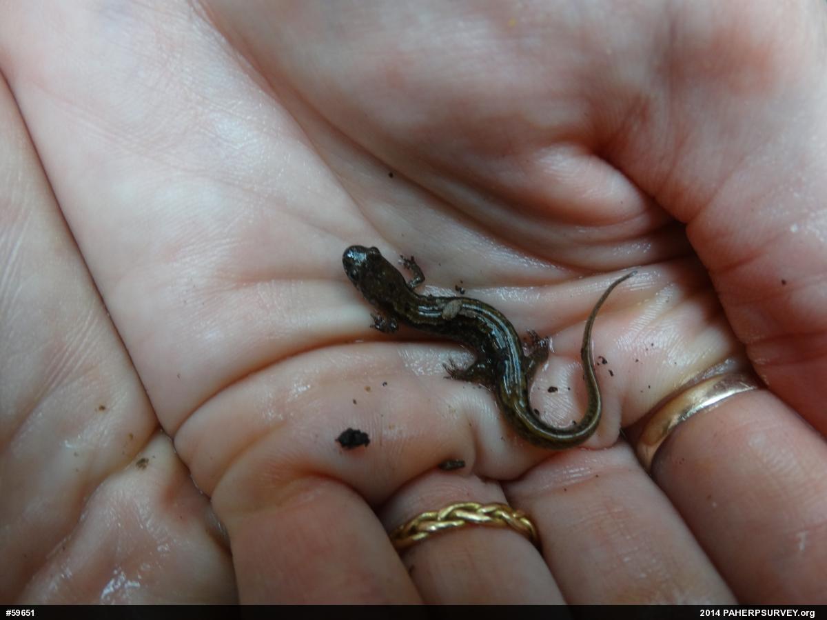 Northern Dusky Salamander