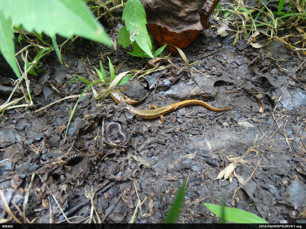 Northern Two-lined Salamander