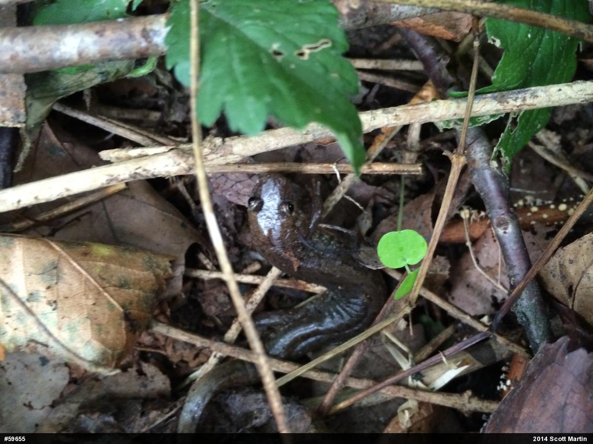 Northern Dusky Salamander