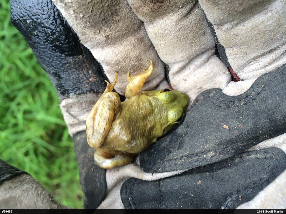 American Bullfrog
