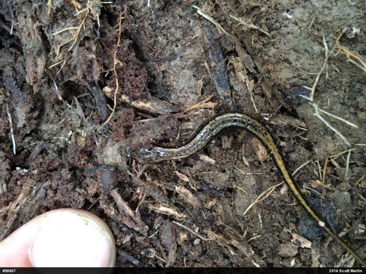 Northern Two-lined Salamander
