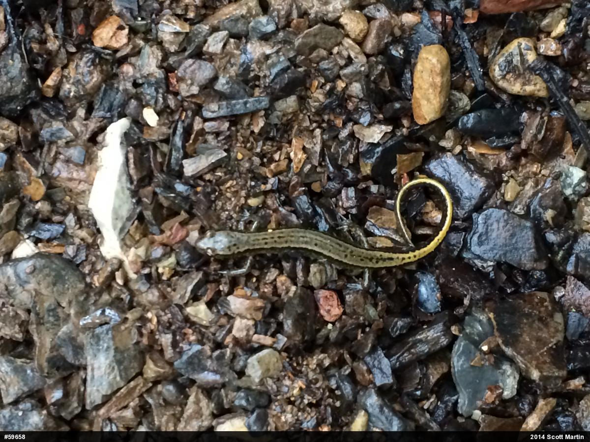 Northern Two-lined Salamander