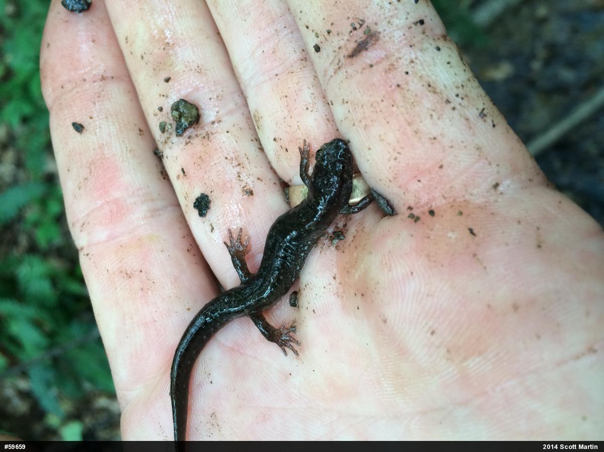 Northern Dusky Salamander