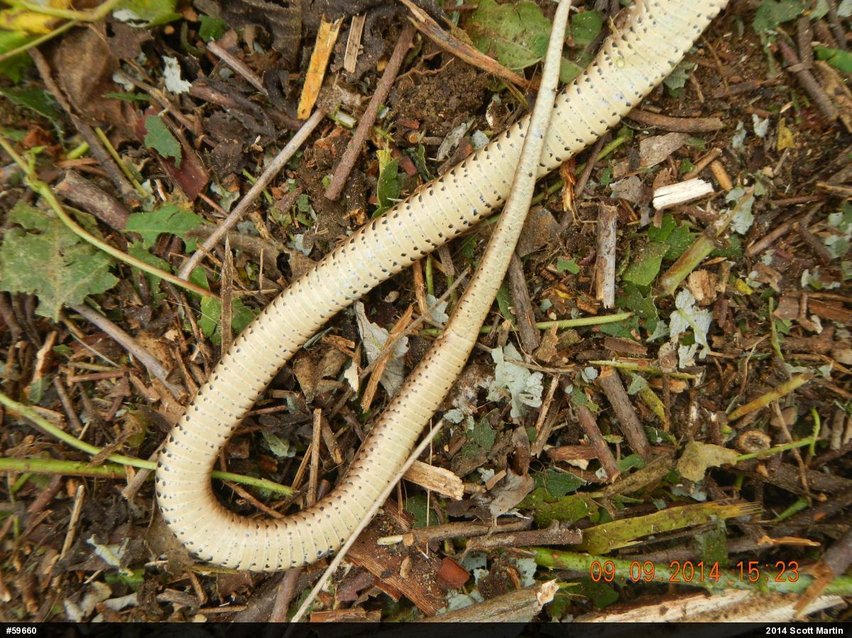 Eastern Gartersnake