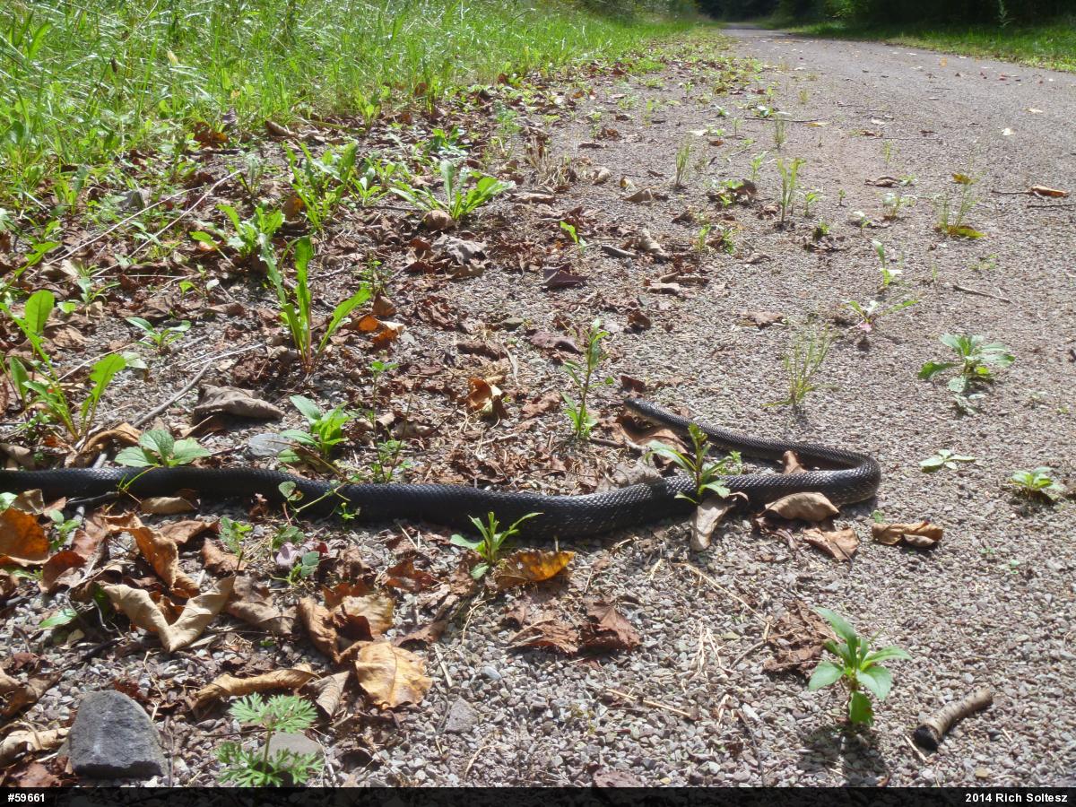 Eastern Ratsnake