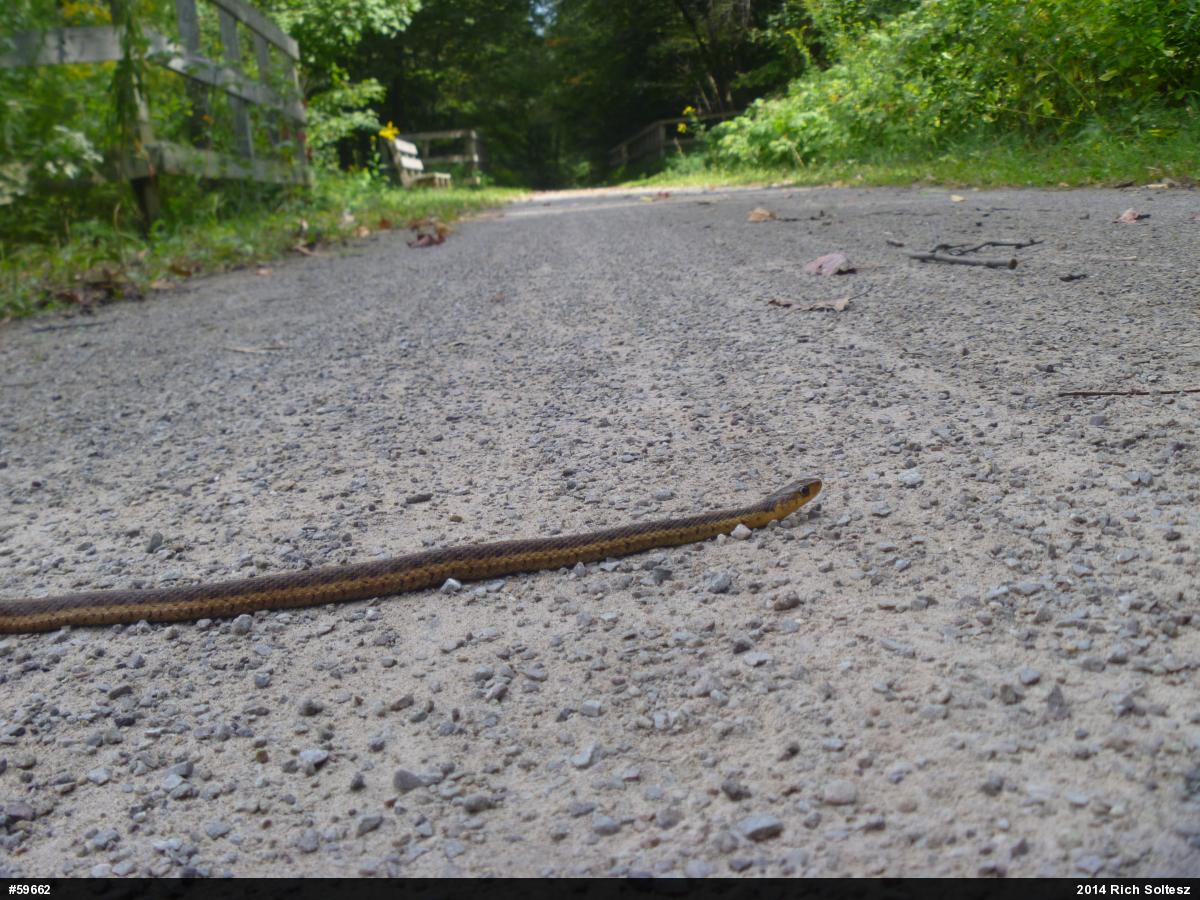 Eastern Gartersnake