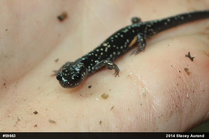 Northern Slimy Salamander