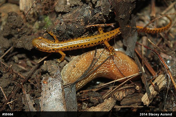 Eastern Long-tailed Salamander